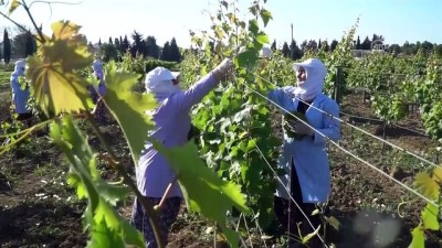 yaris - 'Asma yaprağı' üretimine yönelik bağcılık sistemi - TEKİRDAĞ  Videosu