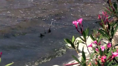 biyoloji - Bafa Gölü'nde su kalitesi en kötü sınıfta - MUĞLA Videosu