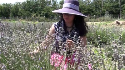tibbi bitkiler - Mor tarlalarda hasat vakti - EDİRNE  Videosu