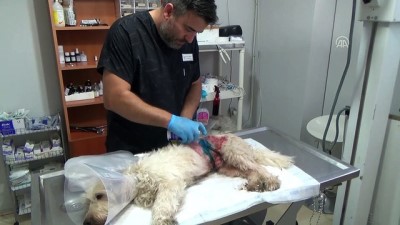 sokak hayvanlari - Ölmek üzere olan sokak köpeğini yaşama döndürdüler - ZONGULDAK  Videosu