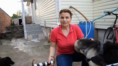 yardim kampanyasi -  Toplanan bağışlarla sakat kalan köpeğe yürüteç aldı  Videosu