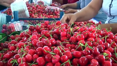 ihracat - Uzakdoğu Türk kirazını sevdi - MANİSA  Videosu