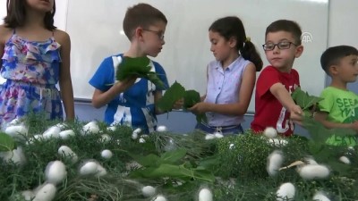 sinif ogretmeni - Yaz tatilinde öğretmenleriyle ipek böceği yetiştiriyorlar - SAMSUN  Videosu