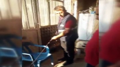 uzunlu -  İş yerinde yılan paniği  Videosu