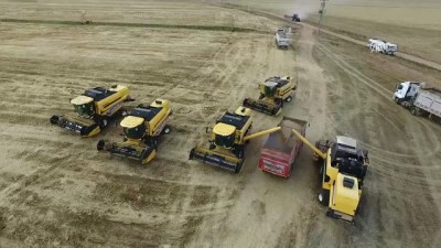 sonbahar - 'Yağışlar buğday gelişimini olumsuz etkiledi' - ŞANLIURFA  Videosu