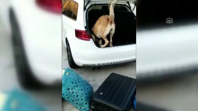 dedektor kopek - Bodrum'da uyuşturucu operasyonu - MUĞLA Videosu
