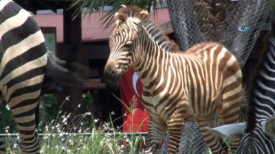 hayvanat bahcesi -  Bursa’da bir haftalık zebra yavrusu ilgi çekiyor  Videosu