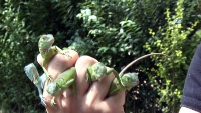 iguana -  Bursa Hayvanat Bahçesi’nde sevimli iguana yavruları dünyaya geldi  Videosu