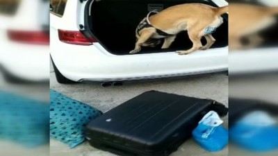 polis kopegi -  Dedektör köpek yedek tekerden ayrılmayınca her şey ortaya çıktı Videosu