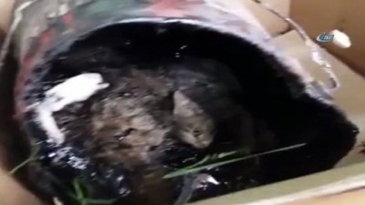 hayvan -  - Rusya'da kedileri zift kovasının içerisine attılar Videosu