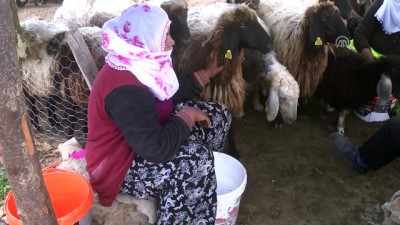erivan - Berivanların sıcak havada zorlu mesaisi - MUŞ  Videosu