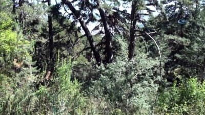 ormana -  Yozgat'ta dev karınca yuvaları dikkat çekti  Videosu