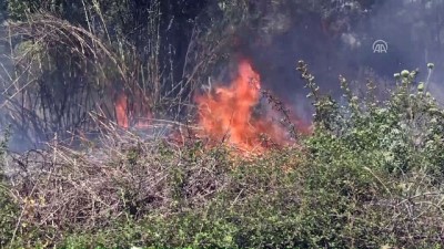 Bodrum'da otluk alanda yangın - MUĞLA