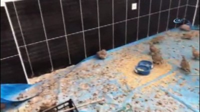 hayvan -  Kars’ta tedavileri tamamlanan keklikler doğaya bırakılacak  Videosu