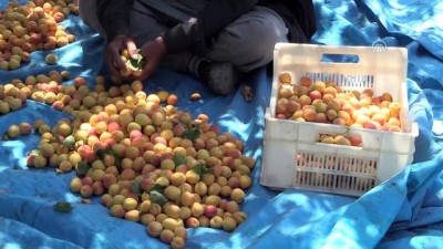 kuru kayisi - Kayısının başkentinde bereketli hasat - MALATYA  Videosu