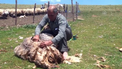 hayvan - Koyun kırkma sezonu başladı - MUŞ  Videosu