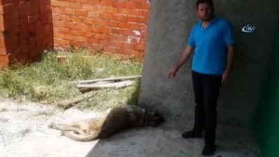  Kulübesinde bağlı hamile çoban köpeği vurularak öldürüldü 