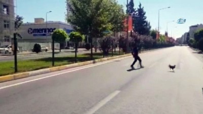 kacis -  Motosikletiyle ters yöne girip kaçan tavuğunu kovaladı  Videosu