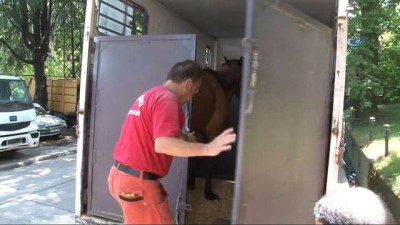 emekli ogretmen -  Ölüme terk edilen atı hayata bağladılar  Videosu