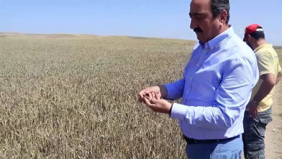 TZOB Yönetim Kurulu Başkan Vekili Gamzeli - Buğday ve arpa hasadı - ÇANKIRI
