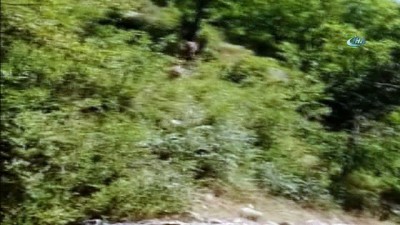 dag kecisi -  Dağ keçileri şehre indi  Videosu