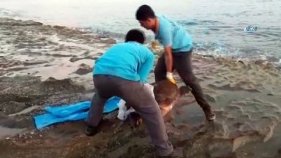 caretta caretta -  Alanya sahilinde 70 kilo ağırlığında ölü caretta caretta bulundu  Videosu