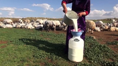 uykusuzluk - Çobanların iftarı da sahuru da merada - ŞANLIURFA  Videosu