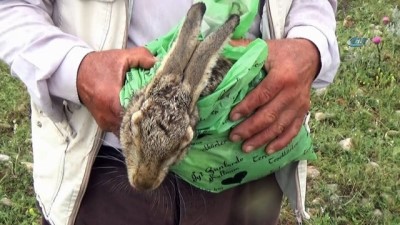 yagmurlu -  Yaralı olarak bulduğu hamile tavşanı poşetle koruyup, ekiplere teslim etti  Videosu