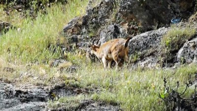 objektif -  Yeni doğmuş dağ keçileri görüntülendi  Videosu