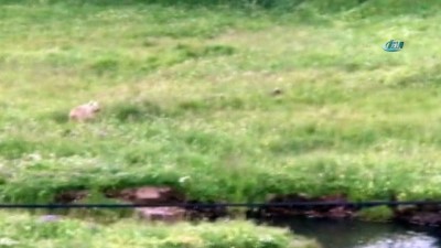 tursak -  Boz ayılar Sarıkamış'ta böyle görüntülendi  Videosu