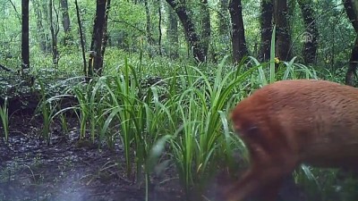 vasak - Doğal yaşam kameralara takıldı - SAMSUN  Videosu