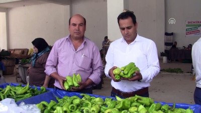 damarli - Tescilli Kale biberinin hasadına başlandı - DENİZLİ Videosu
