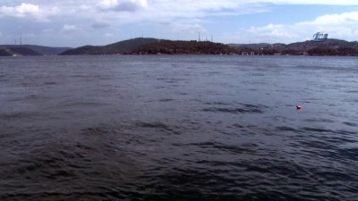yunuslar -  Yunus balıkları İstanbul Boğazı’nda avlandı  Videosu