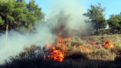 zeytin agaci - Anız ateşi ormanı ve bahçeyi yaktı - HATAY Videosu