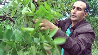 hastalik -  Şebin cevizini don vurdu Videosu