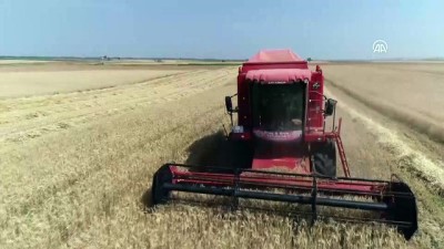 asad - Edirne'de buğday hasadı başladı  Videosu