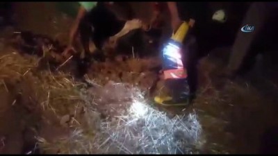 cakal -  Foseptik çukuruna düşen inek 3 saatte kurtarıldı Videosu