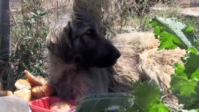 zabita - Trenin çarptığı köpek barınağa teslim edildi - NİĞDE  Videosu