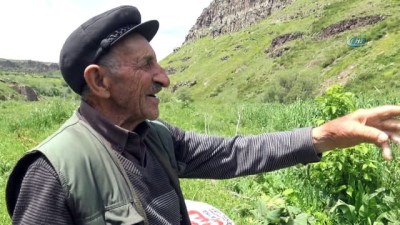 yaz mevsimi -  Angut kuşları Kars Çayı'nı mesken tuttu  Videosu