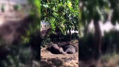 amator kamera - Domuz sürüsü Bodrum'da 'gezmeye' devam ediyor - MUĞLA  Videosu
