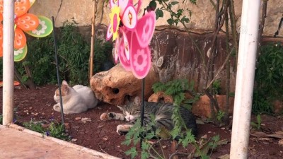 evcil hayvan - Suriye'de sahipsiz kedilerin babası oldu (2) - İDLİB Videosu