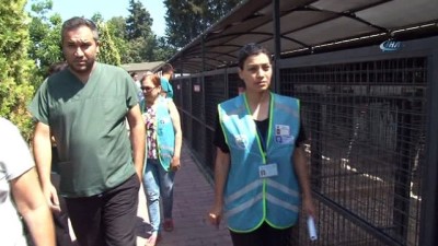 sokak kopegi -  Antalya'da hayvanseverlerin tepkisini çeken görüntü  Videosu