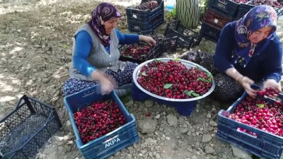 gubre - Gaziantep kirazı üreticiyi üzdü, tüketiciyi sevindirdi  Videosu