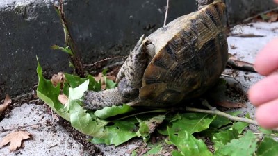 dinlenme tesisi - Kaplumbağanın zor anları - BOLU  Videosu