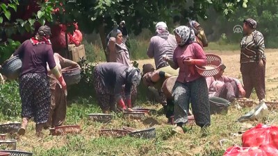hastalik - Patateste üretici fiyatı düşüşe geçti - İZMİR  Videosu