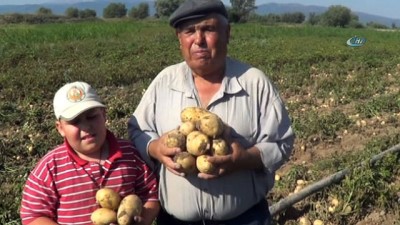 kazanci -  - Sandıklı’da yeni mahsul patates hasadı başladı  Videosu