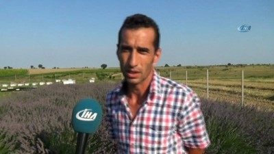 cezbe -  Ayçiçek ve buğday üreticileri lavanta ekimine yöneliyor  Videosu
