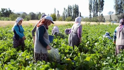 uzun omur -  Çiftçiler fasulye hasadından umutlu  Videosu