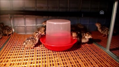 kinali - Süne avcısı kınalı keklikler yetiştiriliyor - GÜMÜŞHANE  Videosu