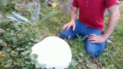 hafta sonu -  Yaylada 5 kiloluk dev mantar bulundu  Videosu